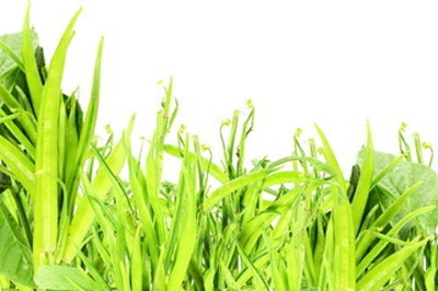 Oliver CLUSTER BEANS SEEDS Seed(45 per packet)