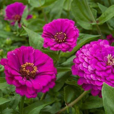 CYBEXIS Zinnia Purple Double F1 Hybrid Germination Flower Seeds Seed(25 per packet)