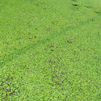 Gachwala Duckweed, Spirodela polyrhiza, Aquatic Plants for Pond / Aquarium, Lemna Minor Seed(250 per packet)