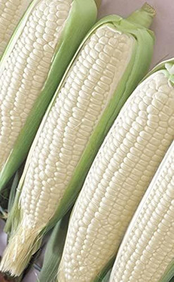 Qualtivate ICRA-2A White Corn Heirloom Seed(400 per packet)