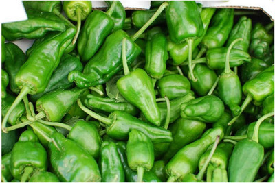 Biosnyg Easy to Grow HOT PADRON CHILLI Seeds for Home Gardening-(2000 Seeds) Seed(2000 per packet)