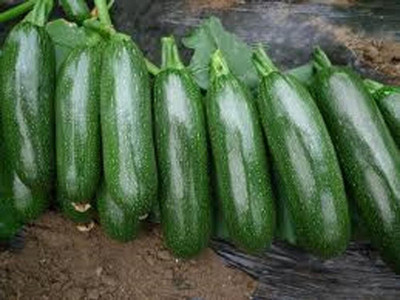 Qualtivate PUA-9A Squash Long Dark Green Seeds Seed(30 per packet)