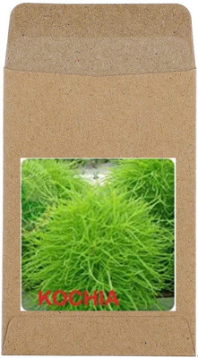 CYBEXIS Kochia Flower Seeds200 Seeds Seed(200 per packet)
