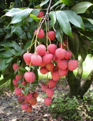 Oliver litchi,lichi.lichyee Seed(8 per packet)