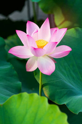 Darshan Sandhya lotus,kamal gatta Seed(14 per packet)