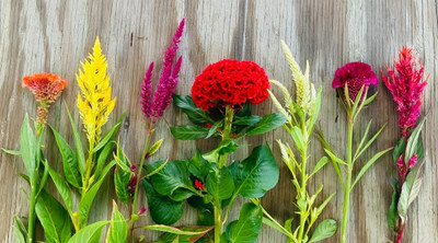XOLDA Cocksomb Seed(35 per packet)