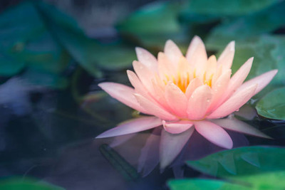 mahakal collection lotus,kamal gatta Seed(10 per packet)