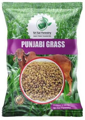 SRI SAI FORESTRY Punjabi Grass Seeds High Yield, Multi Cut Grass Seed for Farming Seed(100 g)