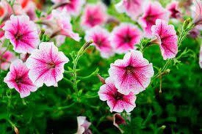 Seedsqlty Petunia flower seeds double Seed(40 per packet)