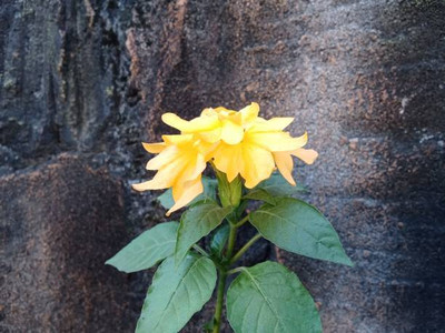 Pearlo kanakambaram-firecracker-crossandra Seed(22 per packet)