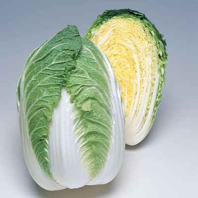 WILLVINE SYN -II Chinese Cabbage Seeds - Winter Crisp [25g] Seed(7500 per packet)
