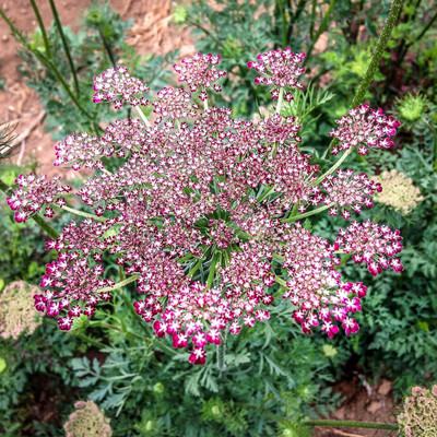 Qualtivate PUA-8A Dara Queen Anne's Lace/Wild Carrot Seed(50 per packet)