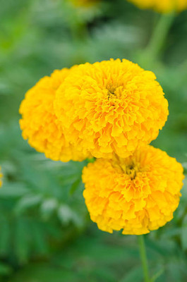 AK AGRO HYBRID SEEDS marigold/gende ka phool flower seeds Seed(50 per packet)