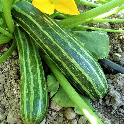 VibeX GBPUT-78 - Squash Summer Cocozelle - (75 Seeds) Seed(75 per packet)