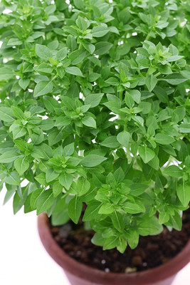 WILLVINE TLX-2 Basil, Dwarf Greek Seeds Seed(2000 per packet)