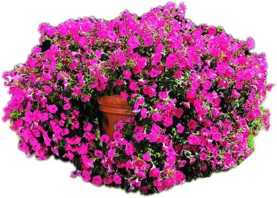 Qualtivate GBPUT-157 Tidal Wave Hot Pink Hybrid Petunia Seeds, Tropical Color and Compact Seed(50 per packet)