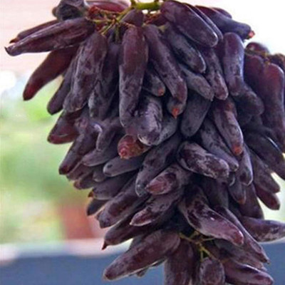 KNESSiN Georgic Grape Seed(50 per packet)