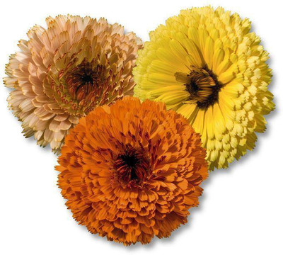 Platis Calendula Touch of Red Mix Flower Seed(80 per packet)
