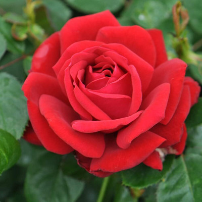 Qualtivate PUAS-4A Red Rose Bush Seeds Seed(25 per packet)
