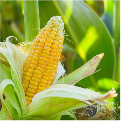 WILLVINE GOI -XIII Honey Select Sweet Corn Seeds-[500g] Seed(2000 per packet)
