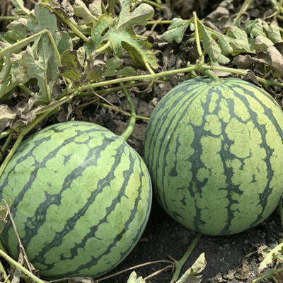 Farmonix Organic Watermelon (Rubyfirm) Seed(100 per packet)