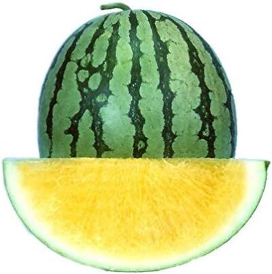 Qualtivate XXX-9A F1 Hybrid Seedless Watermelon(Yellow Flesh) Seed(100 per packet)