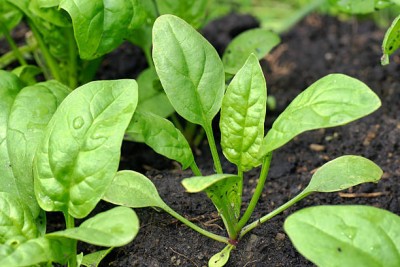 AK ICONIC FASHION Spinacia oleracea Seed(100 per packet)
