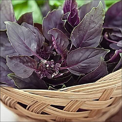 Qualtivate VXI-18 Opal Basil Seed Seed(1000 per packet)