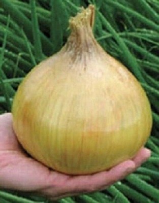 Qualtivate PUAS-9A Ailsa Craig Exhibition Onion Giant Seed(500 per packet)