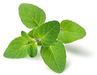 KNESSiN Oregano (Origanum syriacum)-100 x[400 Seeds] Seed(400 per packet)