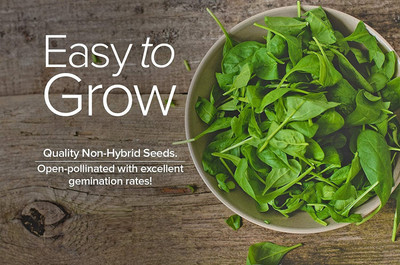 WILLVINE VXI-15 Bloomsdale Spinach Seeds Seed(500 per packet)