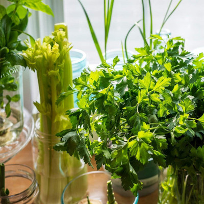Qualtivate ICRA-3A Italian Flat-Leaf Parsley Herb Seeds Seed(200 per packet)