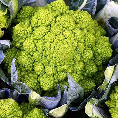 CYBEXIS XLL-35 - Romanesco Variety Broccoli - (1350 Seeds) Seed(1350 per packet)