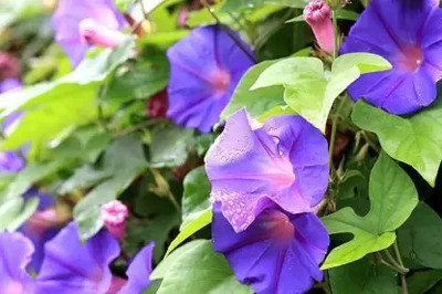 Aro Morning glory Seed(28 per packet)