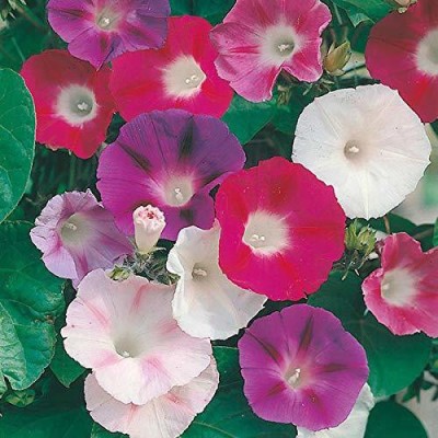 VibeX LXI-56 - Morning Glory Ipomoea Early Call Mix Flower - (900 Seeds) Seed(900 per packet)