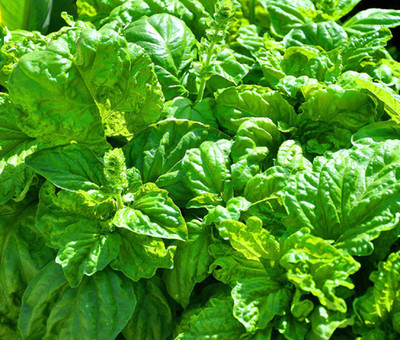 Qualtivate XLL-20 Basil Seeds,Lettuce Leaf Seed(1000 per packet)