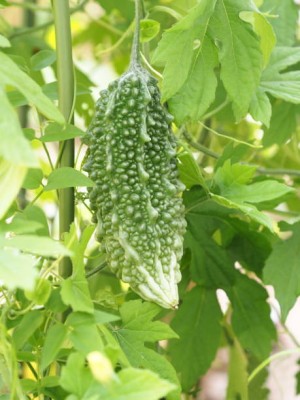 GREENBAAG bitter gourd,karela seeds Seed(30 per packet)