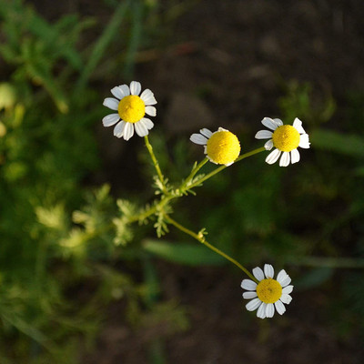 CYBEXIS XLR-91 - German Chamomile - (250 Seeds) Seed(250 per packet)