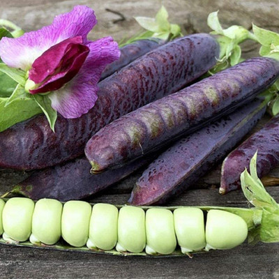 CYBEXIS Hybrid Seeds of Pea Bean Violet Variety800 Seeds Seed(800 per packet)