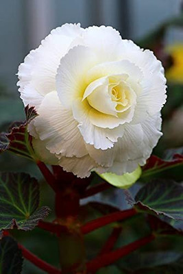 Qualtivate PAU-164 Mix Hybrid Begonia Flower Seed Seed(25 per packet)