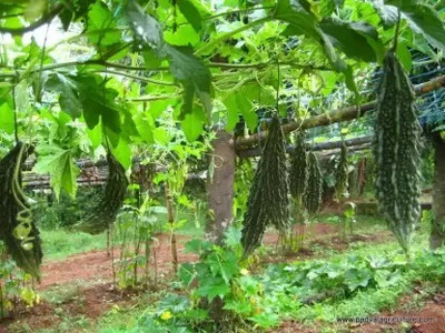Aro Bitter Gourd, Karela Seed(100 per packet)