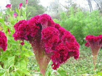 Aywal Cockscomb Rose Flower Seed(80 per packet)