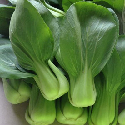 WILLVINE SCI -IV Cabbage Seeds - Pak Choi - Wa Wa Qing [2.5g] Seed(750 per packet)