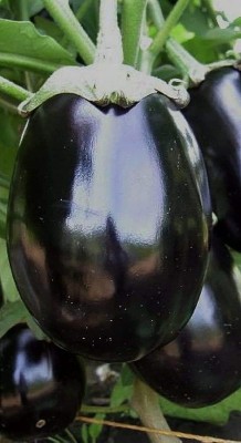 KNESSiN XIV-66 Brinjal Black Beauty Seed(500 per packet)