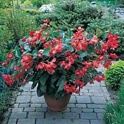 VibeX PAU-96 - Begonia Fibrous Dragon Wing Red - (30 Seeds) Seed(30 per packet)