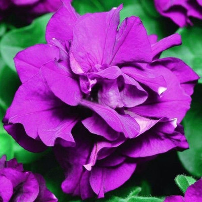 ibains Petunia mix flower seeds Seed(150 per packet)