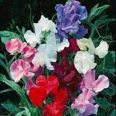 ACCELCROP Sweet Pea Mixed Color Hybrid Flower Seed(25 per packet)