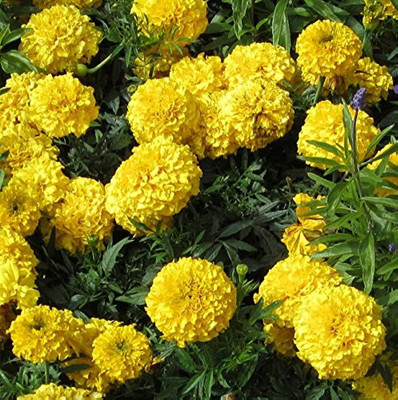 BDSresolve Marigold flower seeds hybrid/Marigold seeds 100 Seed(100 per packet)