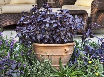 Qualtivate XL-11 Red Osmin (Purple Basil) Seeds Seed(1000 per packet)
