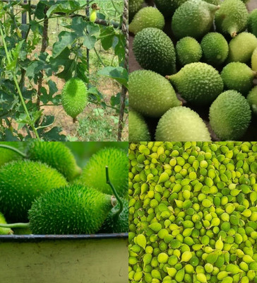 ibains Hybrid spine gourd plant seed beez 11 Seed(11 per packet)
